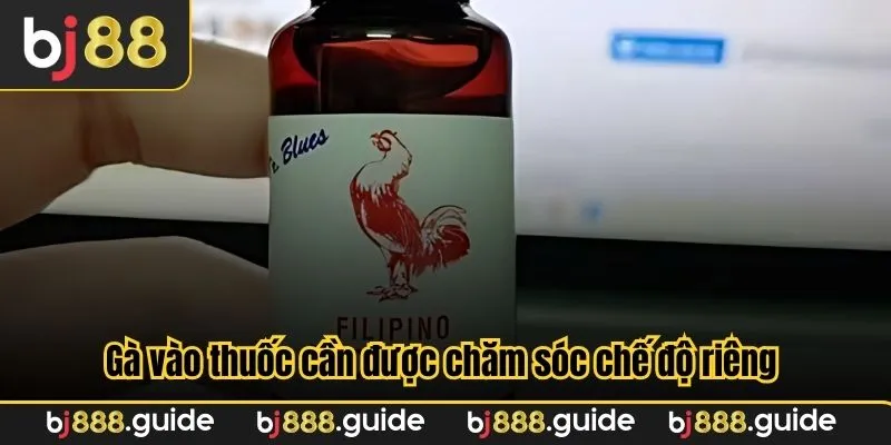 Gà vào thuốc cần được chăm sóc chế độ riêng 